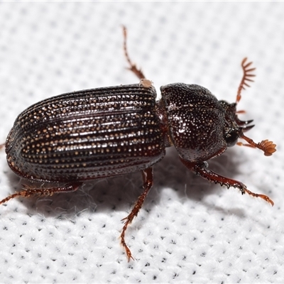 Unidentified Beetle (Coleoptera) at Jerrabomberra, NSW - 27 Jan 2025 by DianneClarke