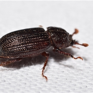 Syndesus cornutus at Jerrabomberra, NSW - suppressed