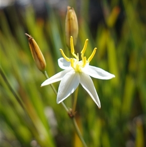 Thelionema caespitosum (Tufted Blue Lily) at Tinderry, NSW by RobG1