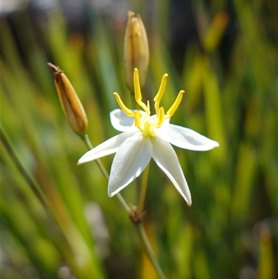 Thelionema umbellatum at Tinderry, NSW - 19 Nov 2024 by RobG1