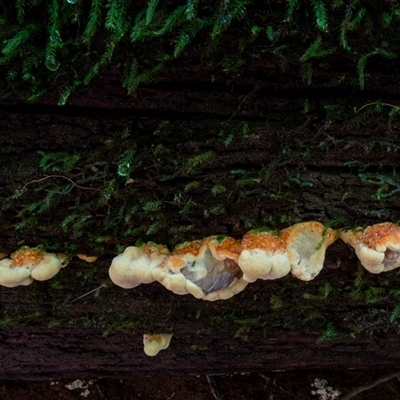 Unidentified Fungus at Dingo Forest, NSW - 20 Jan 2025 by Jek