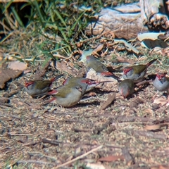 Neochmia temporalis (Red-browed Finch) at Allans Flat, VIC - 18 Jan 2025 by Darcy