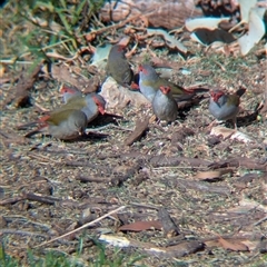 Neochmia temporalis at Allans Flat, VIC - suppressed