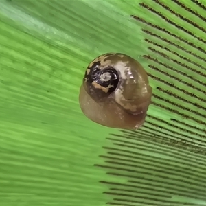 Unidentified Snail or Slug (Gastropoda) at Acton, ACT by Mike