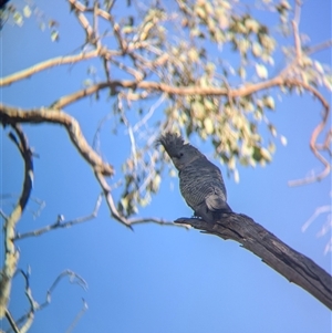 Callocephalon fimbriatum at Allans Flat, VIC - suppressed