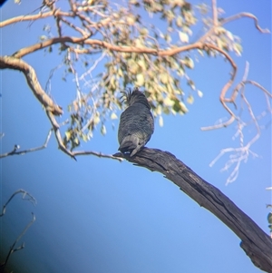 Callocephalon fimbriatum at Allans Flat, VIC - suppressed