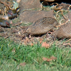 Synoicus ypsilophorus (Brown Quail) at Allans Flat, VIC - 17 Jan 2025 by Darcy