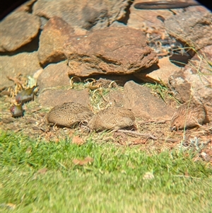 Synoicus ypsilophorus at Allans Flat, VIC - suppressed