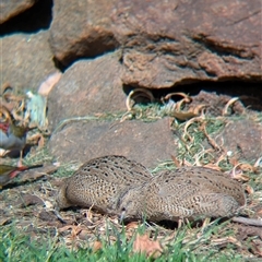 Synoicus ypsilophorus at Allans Flat, VIC - suppressed