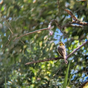 Lichenostomus melanops (Yellow-tufted Honeyeater) at Yackandandah, VIC by Darcy