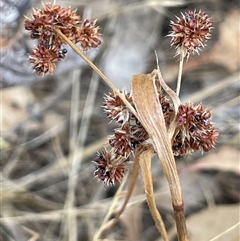 Luzula densiflora (Dense Wood-rush) at Boorowa, NSW - 2 Dec 2024 by JaneR