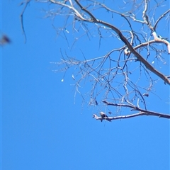 Artamus cyanopterus (Dusky Woodswallow) at Yackandandah, VIC - 18 Jan 2025 by Darcy