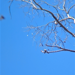 Artamus cyanopterus at Yackandandah, VIC - 18 Jan 2025 12:06 PM