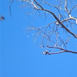 Artamus cyanopterus (Dusky Woodswallow) at Yackandandah, VIC by Darcy