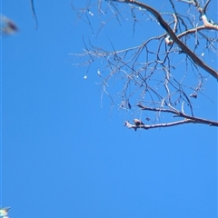 Artamus cyanopterus at Yackandandah, VIC - 18 Jan 2025 12:06 PM