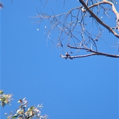 Artamus cyanopterus at Yackandandah, VIC - 18 Jan 2025 12:06 PM