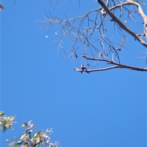 Artamus cyanopterus at Yackandandah, VIC - 18 Jan 2025 12:06 PM