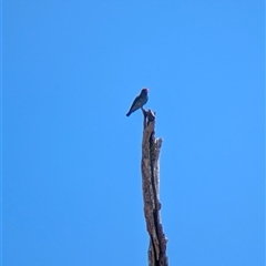 Eurystomus orientalis (Dollarbird) at Yackandandah, VIC - 18 Jan 2025 by Darcy