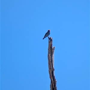 Eurystomus orientalis (Dollarbird) at Yackandandah, VIC by Darcy