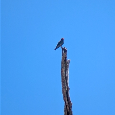 Eurystomus orientalis (Dollarbird) at Yackandandah, VIC - 18 Jan 2025 by Darcy