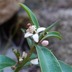 Philotheca myoporoides subsp. myoporoides (Long-leaf Waxflower) at Tinderry, NSW - 19 Nov 2024 by RobG1