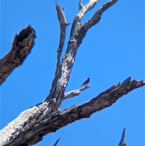 Acridotheres tristis (Common Myna) at Yackandandah, VIC by Darcy