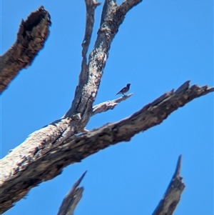 Acridotheres tristis at Yackandandah, VIC - 18 Jan 2025 12:23 PM