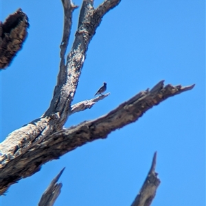 Acridotheres tristis at Yackandandah, VIC - 18 Jan 2025 12:23 PM