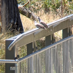 Ocyphaps lophotes (Crested Pigeon) at Yackandandah, VIC - 18 Jan 2025 by Darcy