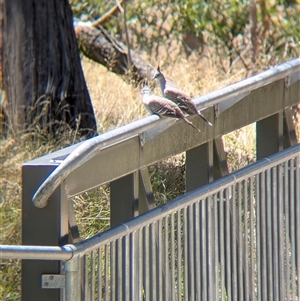 Ocyphaps lophotes (Crested Pigeon) at Yackandandah, VIC by Darcy