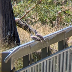 Ocyphaps lophotes at Yackandandah, VIC - 18 Jan 2025 12:24 PM