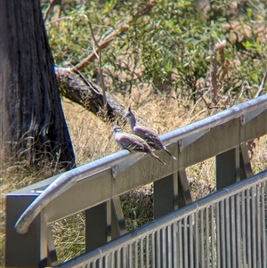 Ocyphaps lophotes at Yackandandah, VIC - 18 Jan 2025 12:24 PM