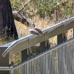 Ocyphaps lophotes at Yackandandah, VIC - 18 Jan 2025 12:24 PM