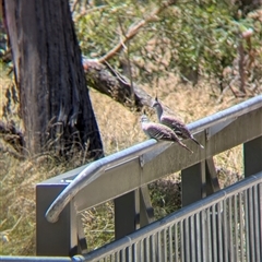 Ocyphaps lophotes at Yackandandah, VIC - 18 Jan 2025 12:24 PM