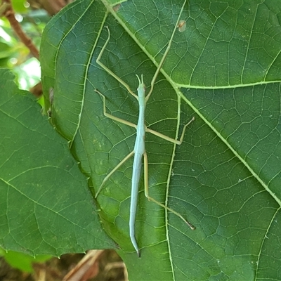 Unidentified Stick insect (Phasmatodea) at O'Connor, ACT - 27 Jan 2025 by NedJohnston