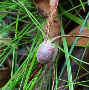 Unidentified Beetle (Coleoptera) at Uriarra Village, ACT by NedJohnston