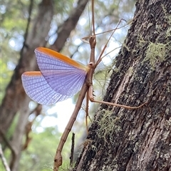 Didymuria violescens (Spur-legged stick insect) at Brindabella, NSW - 27 Jan 2025 by NedJohnston