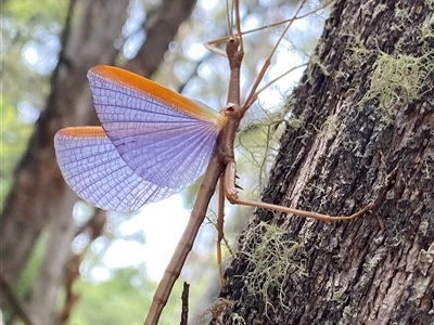 Didymuria violescens (Spur-legged stick insect) at Brindabella, NSW - 26 Jan 2025 by NedJohnston