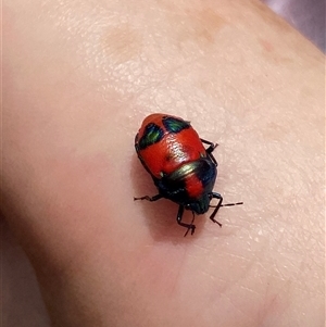 Choerocoris paganus at Cotter River, ACT - suppressed