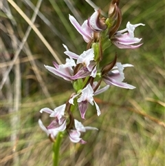 Paraprasophyllum alpestre (Mauve leek orchid) at Cotter River, ACT - 27 Jan 2025 by NedJohnston