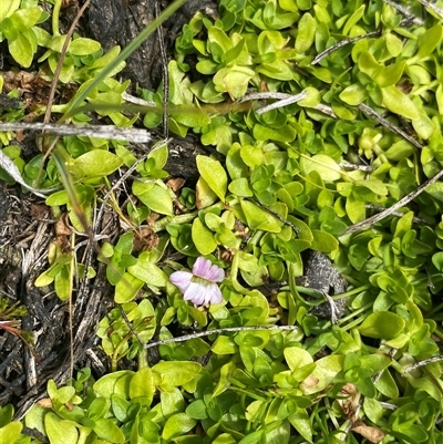 Gratiola nana at Cotter River, ACT - 27 Jan 2025 by NedJohnston