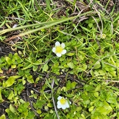 Ranunculus millanii at Cotter River, ACT - 27 Jan 2025 by NedJohnston