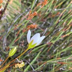 Gentianella muelleriana subsp. jingerensis at Cotter River, ACT - 27 Jan 2025 by NedJohnston