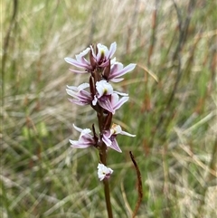 Paraprasophyllum alpestre (Mauve leek orchid) at Cotter River, ACT - 27 Jan 2025 by NedJohnston