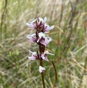 Paraprasophyllum alpestre at Cotter River, ACT by NedJohnston