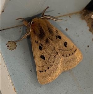 Unidentified Moth (Lepidoptera) at Lyneham, ACT by NedJohnston