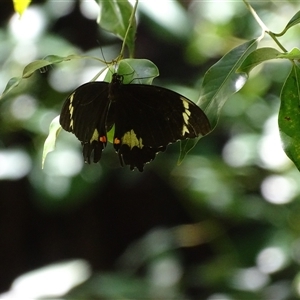 Papilio aegeus (Orchard Swallowtail, Large Citrus Butterfly) at Acton, ACT by Mike