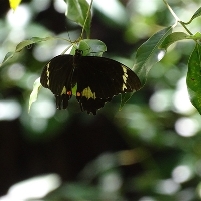 Papilio aegeus (Orchard Swallowtail, Large Citrus Butterfly) at Acton, ACT - 28 Jan 2025 by Mike