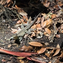 Intellagama lesueurii howittii (Gippsland Water Dragon) at Acton, ACT - 28 Jan 2025 by Mike