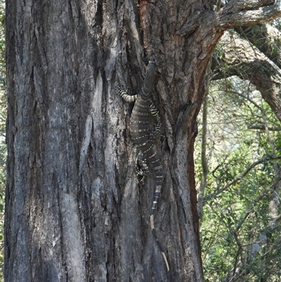 Varanus varius (Lace Monitor) at Orangeville, NSW - 28 Jan 2025 by belleandjason